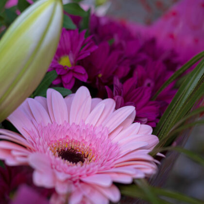 Florist Choice - Premium